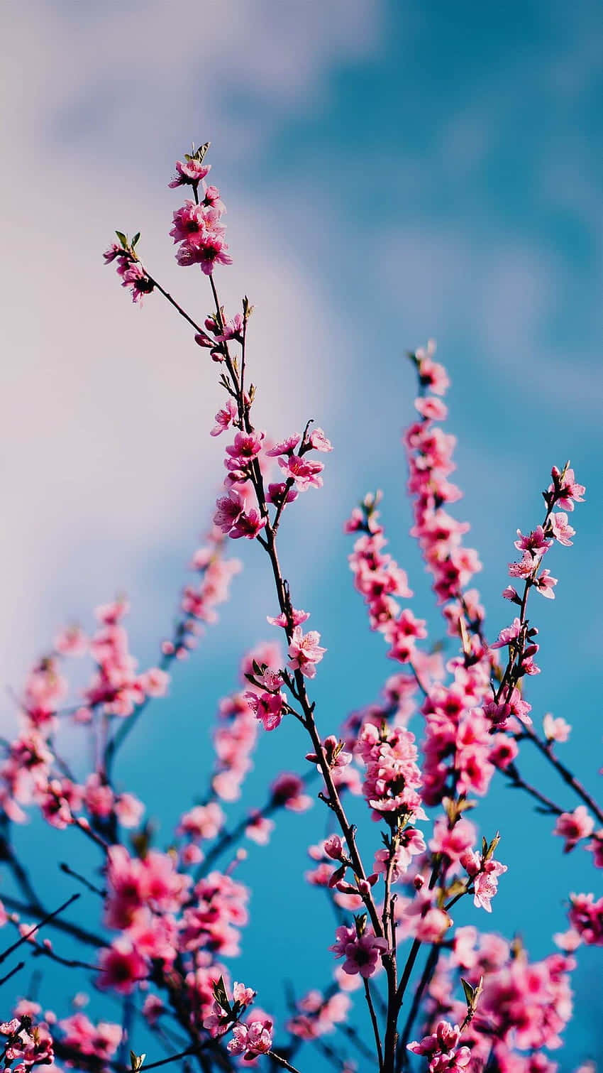 Springtime Pink Blossoms Blue Sky Wallpaper