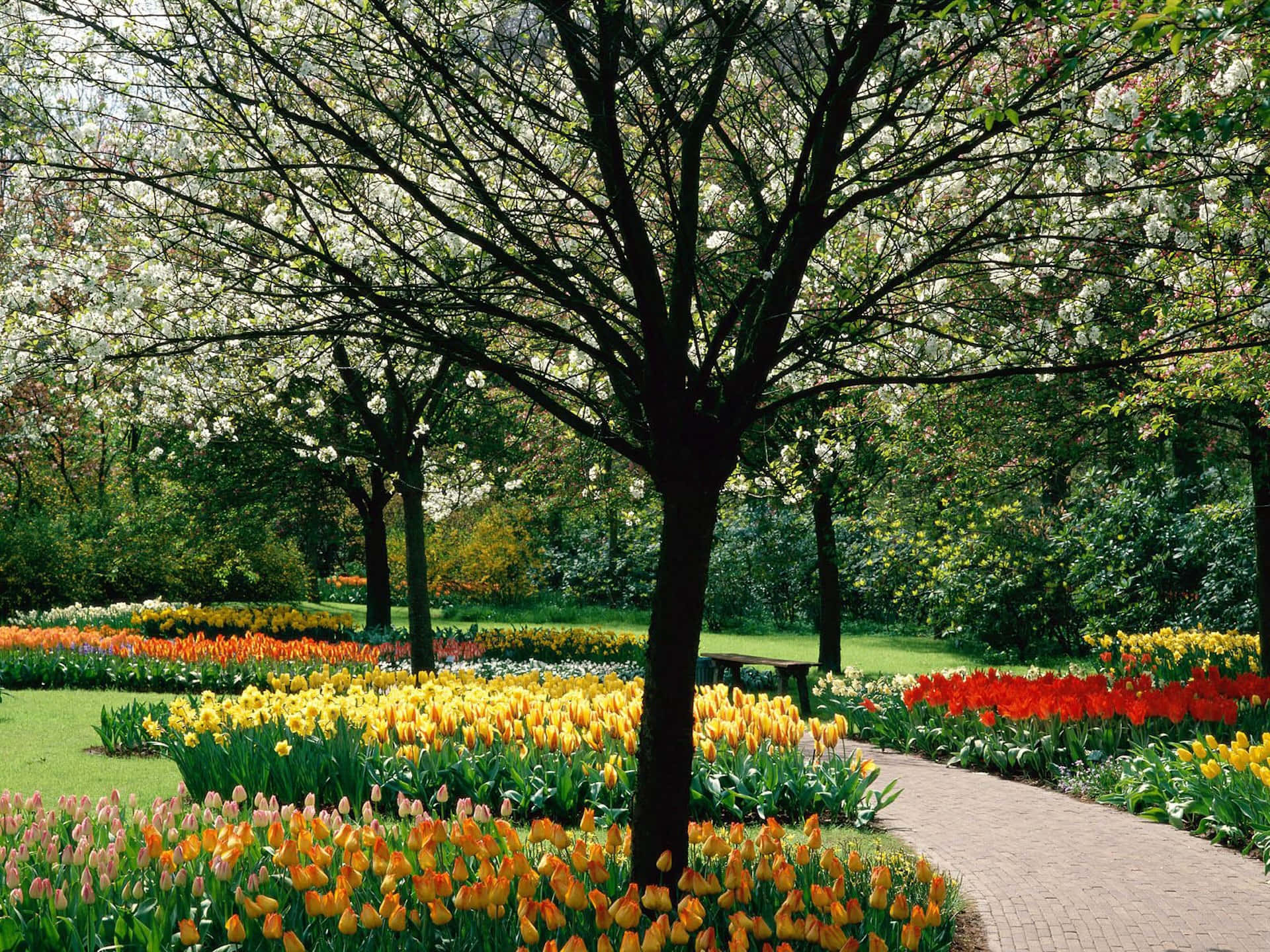Springtime_ Tulip_ Blossom_ Park_ Path Wallpaper