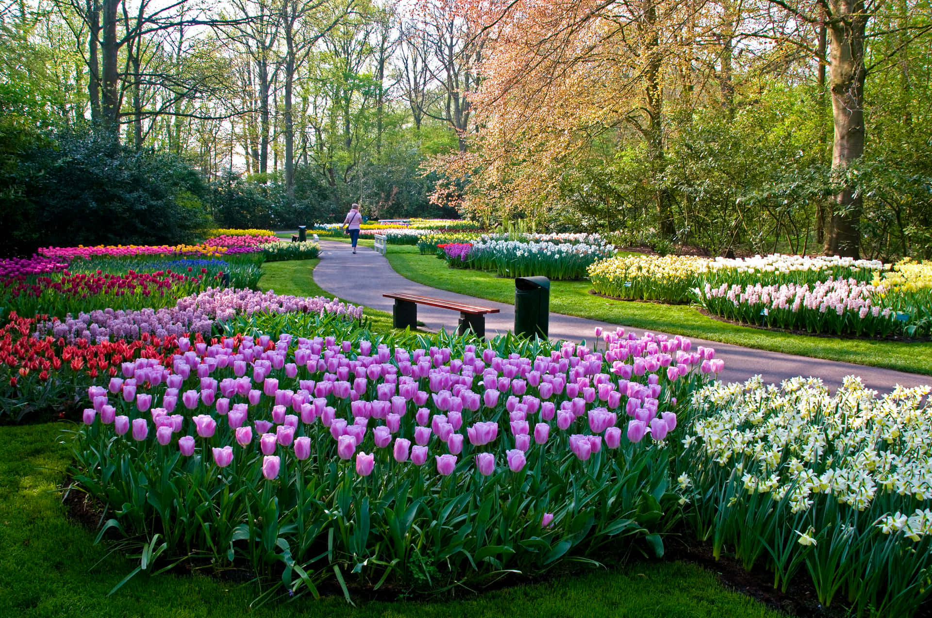 Springtime Tulip Garden Breda Wallpaper