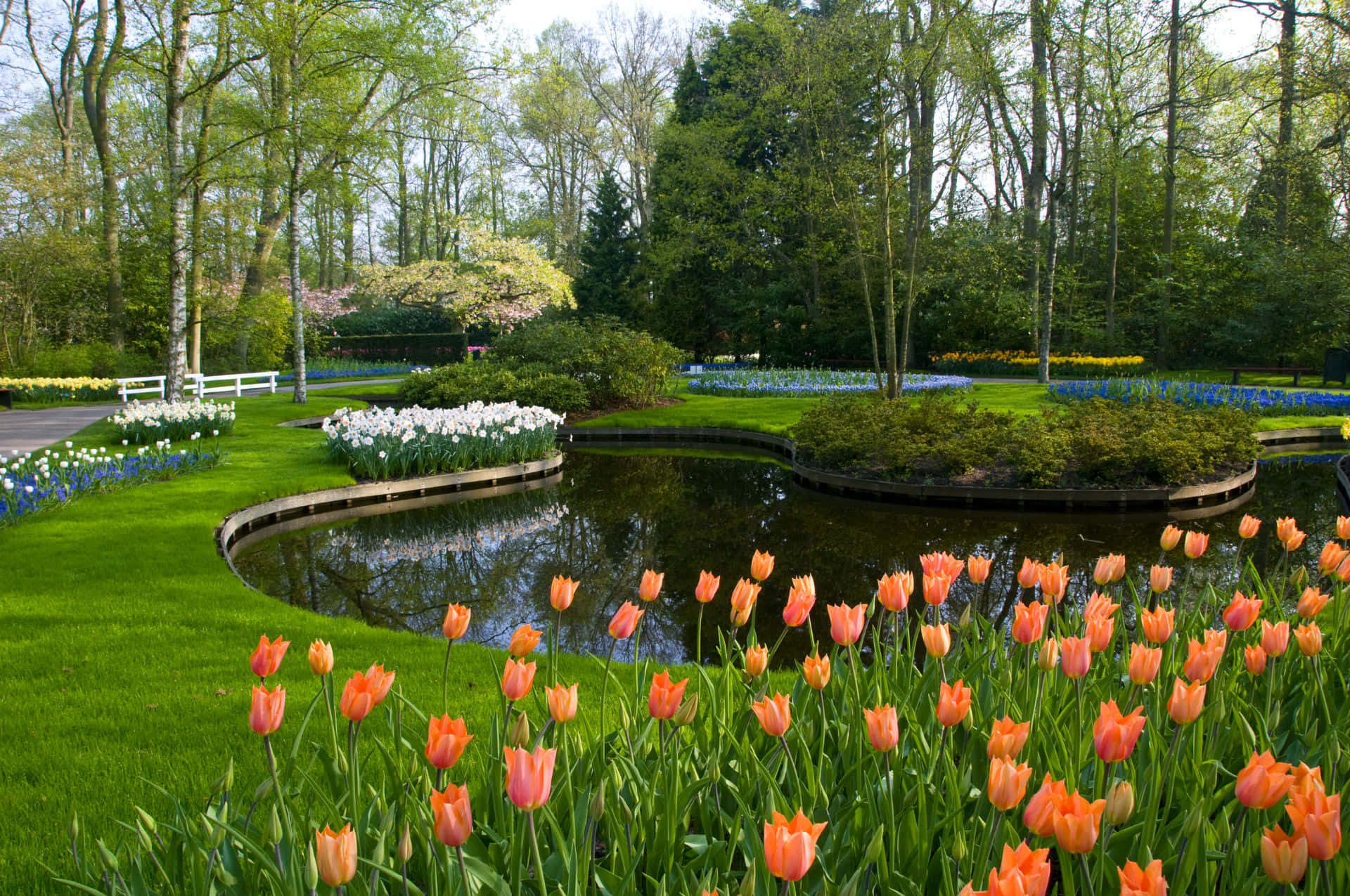 Springtime Tulip Garden Pond Scenery Wallpaper