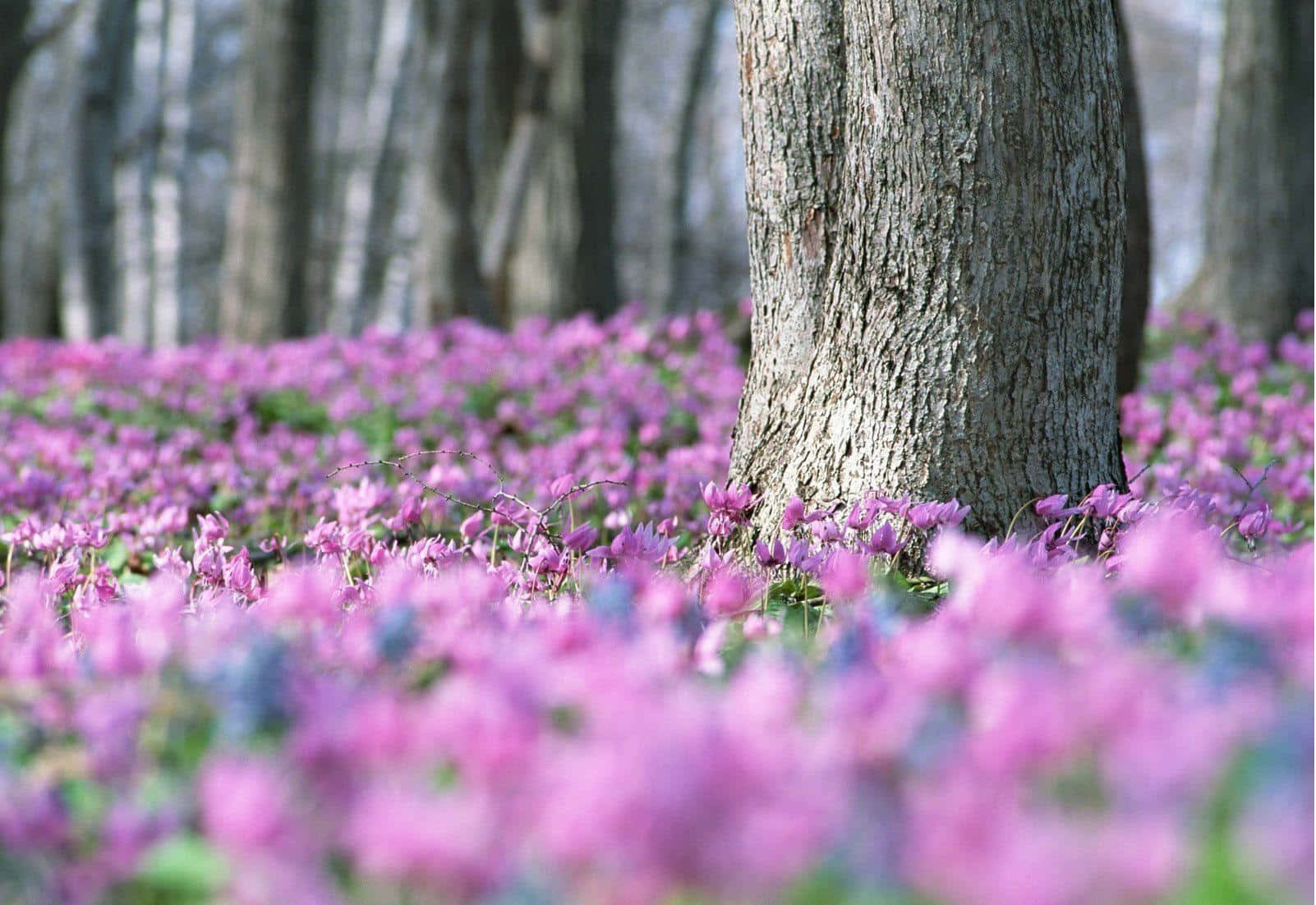 Vårtidens Villblomster I Skogen Bakgrunnsbildet