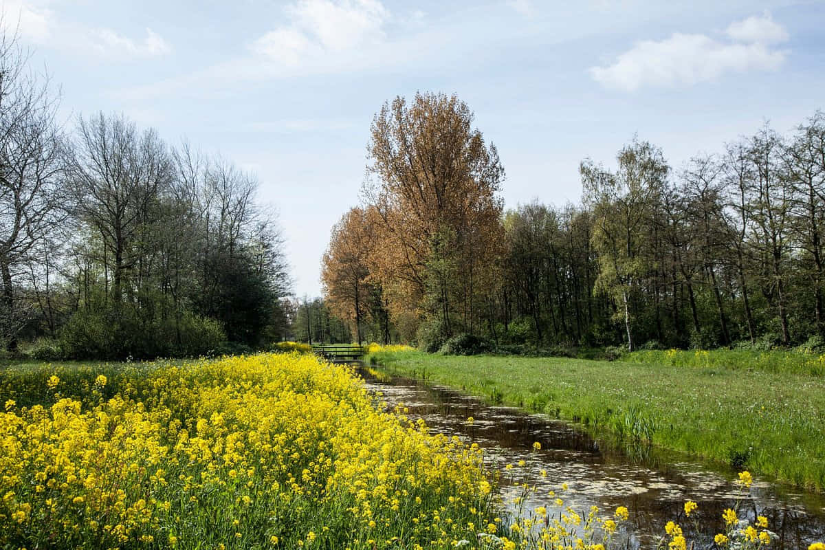 Springtimein Woerden Countryside Wallpaper