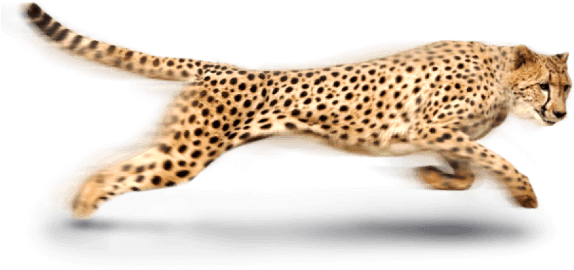 Sprinting Cheetahin Action.png PNG