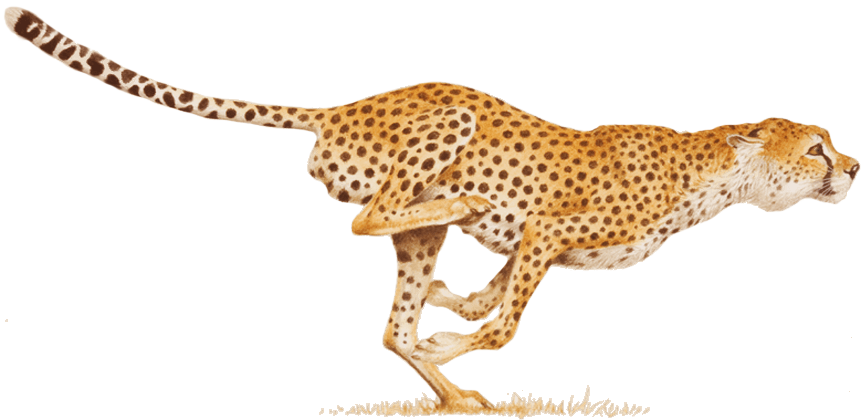 Sprinting Cheetahin Action.png PNG