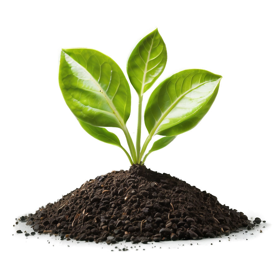 Sprout In Soil Png Bru PNG