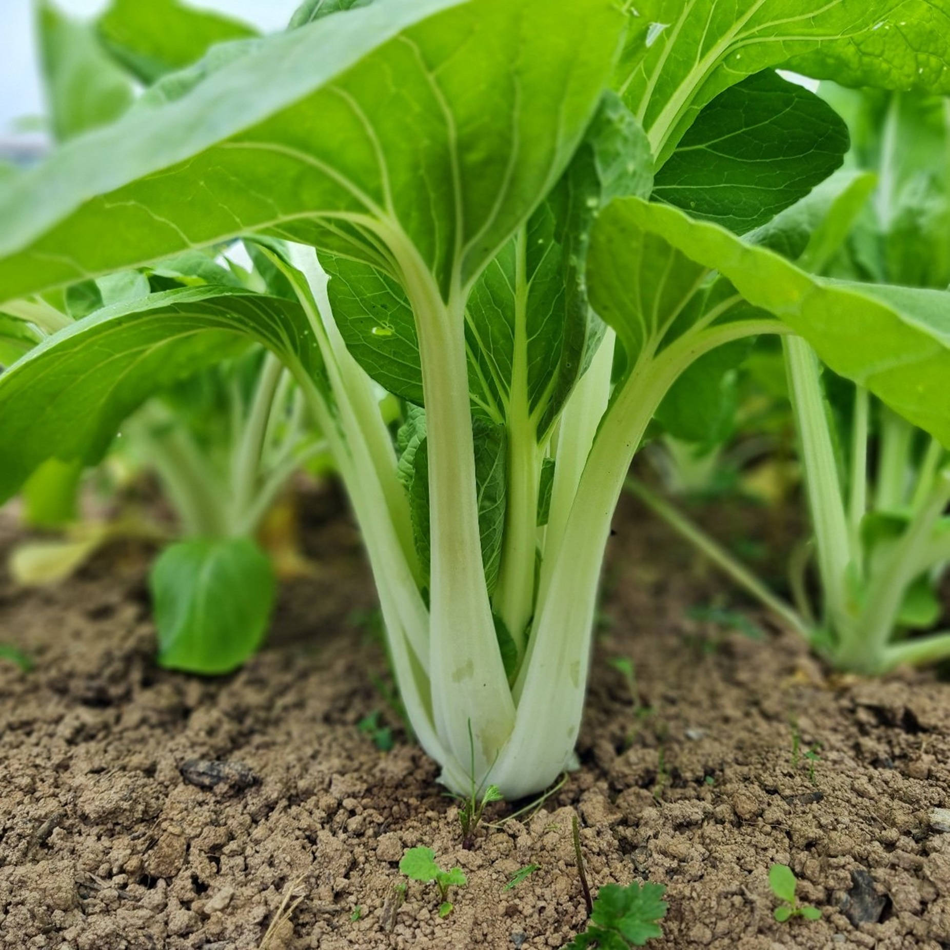 Caption: Freshly Sprouting Bok Choy - Chinese Cabbages Wallpaper