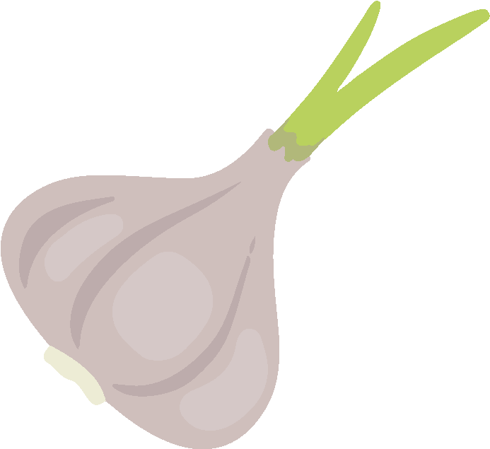 Sprouting Garlic Illustration.png PNG