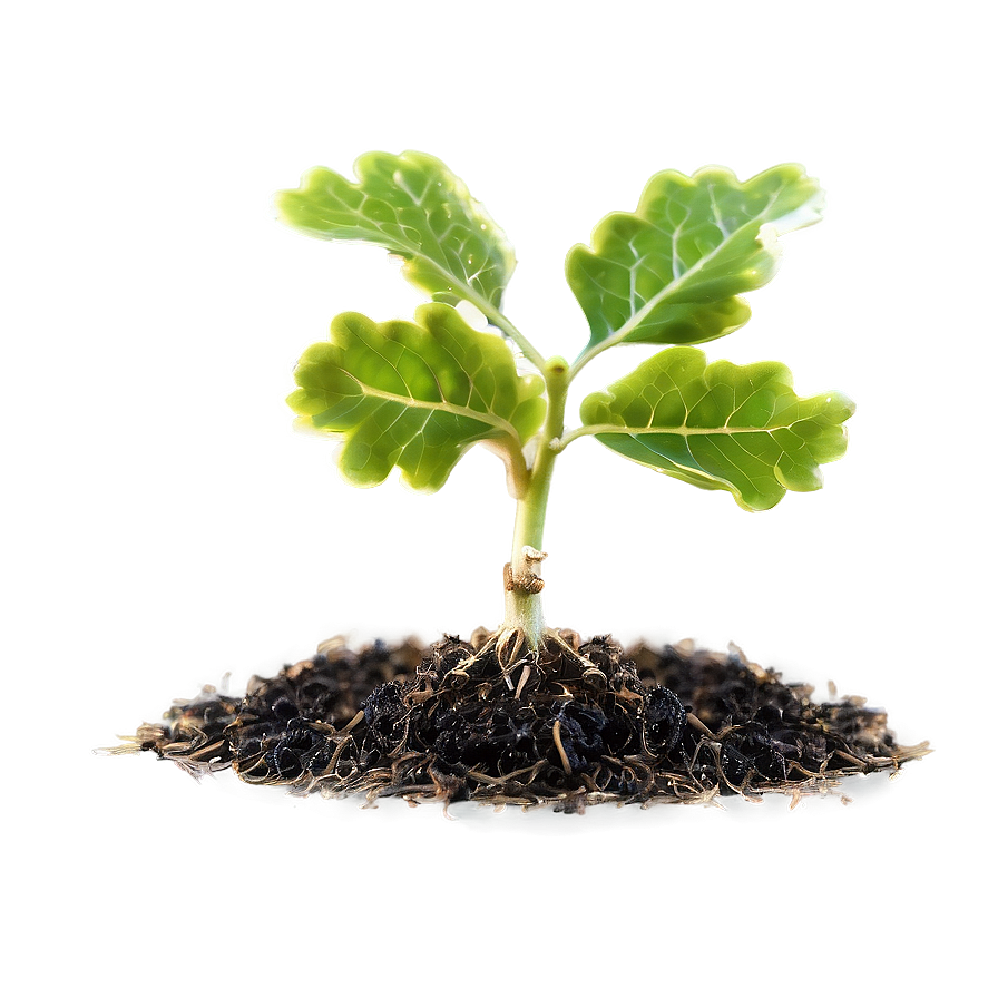 Sprouting Oak Seedling Png 06262024 PNG