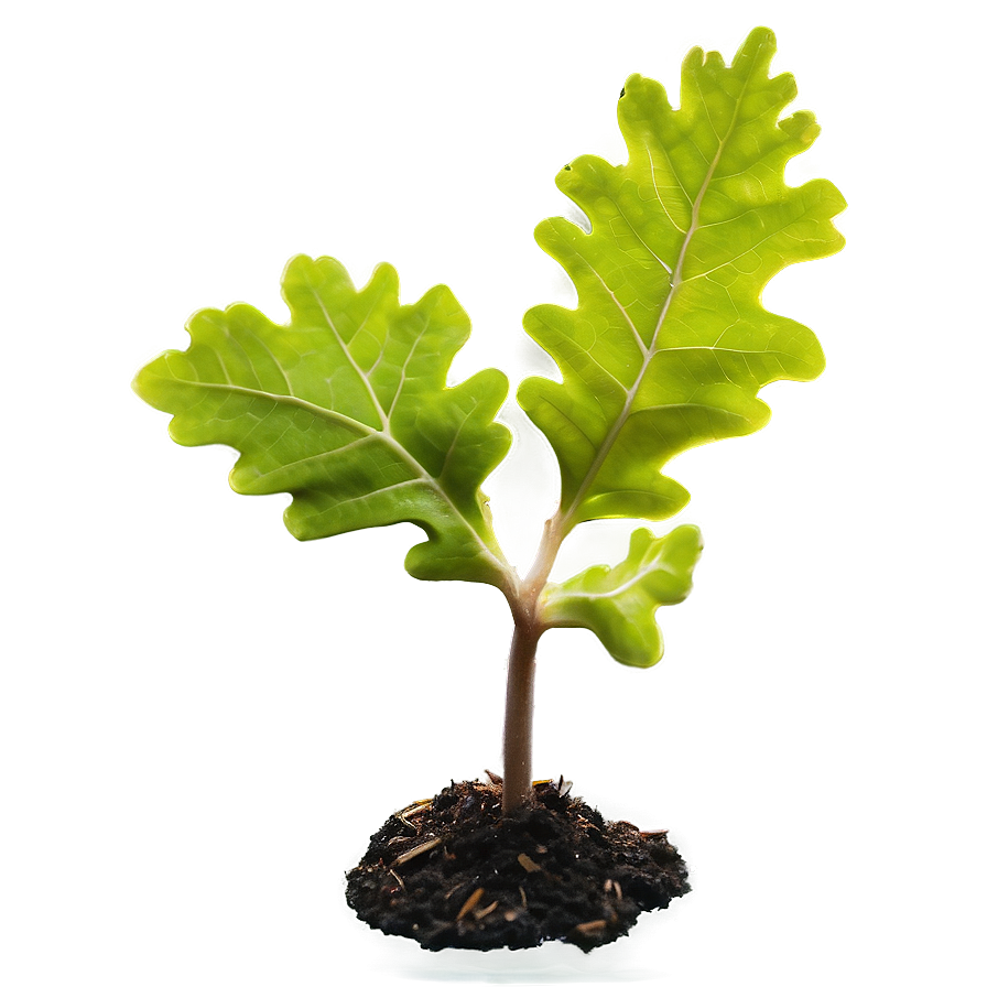 Sprouting Oak Seedling Png Qlp53 PNG