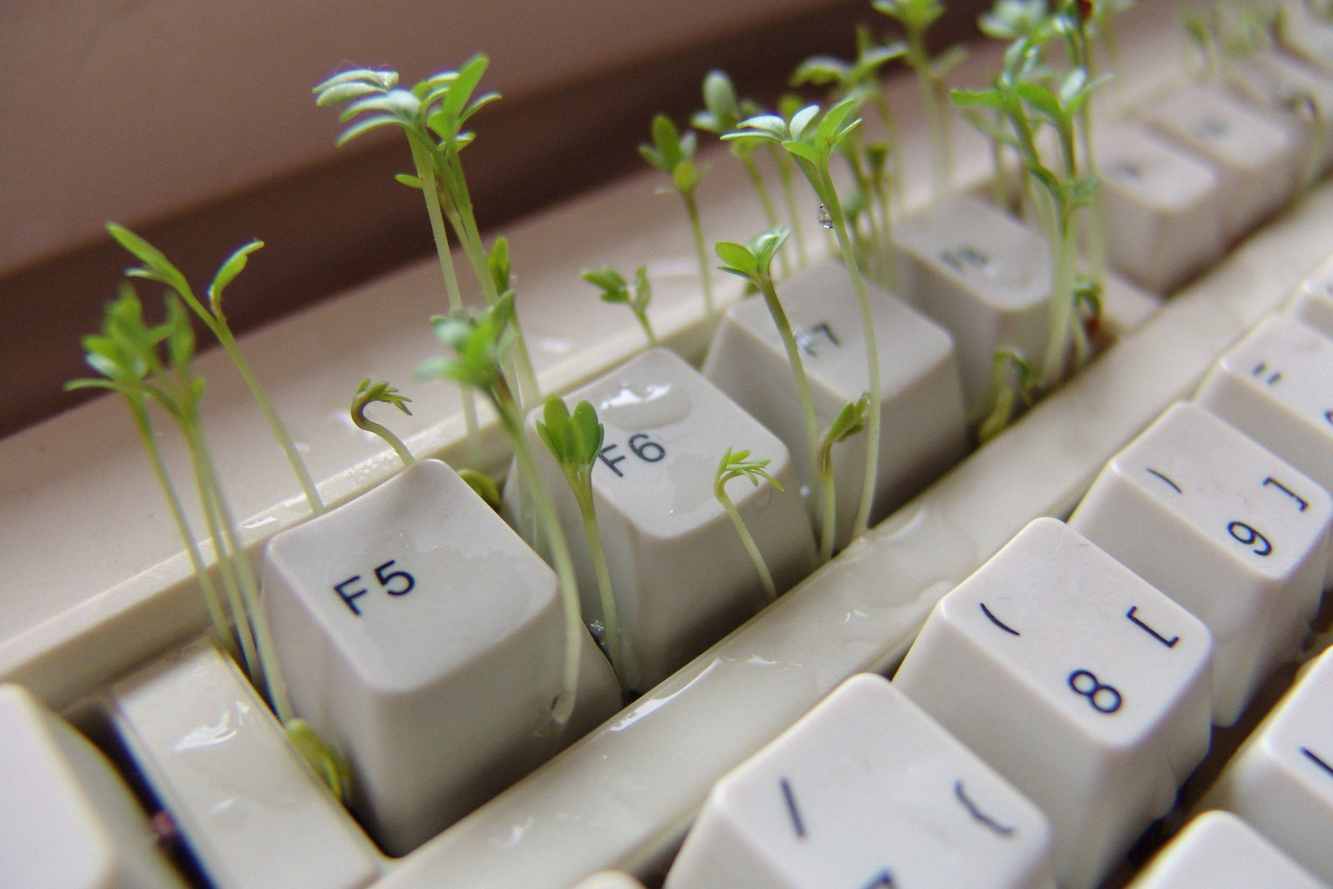 Sprouting Plant Keyboard Æstetisk Wallpaper