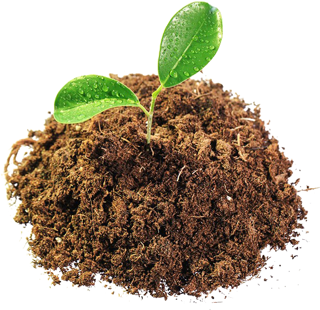 Sprouting Plantin Soil Isolated PNG