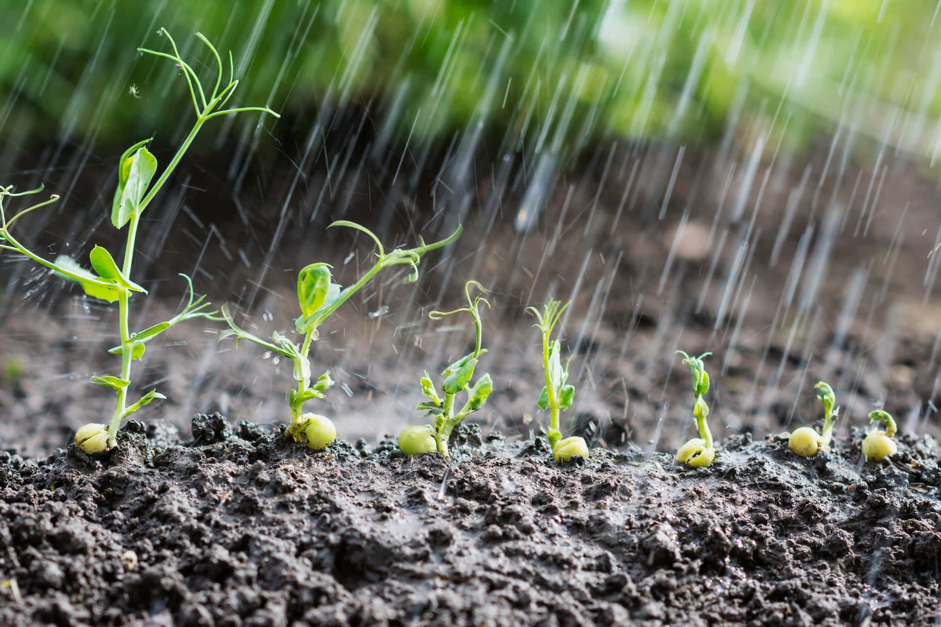 Sprouting Plants Rain Shower.jpg Wallpaper