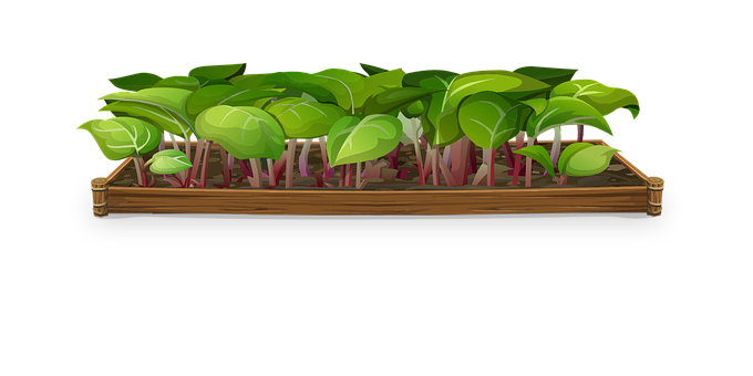 Sprouting Plantsin Wooden Planter PNG