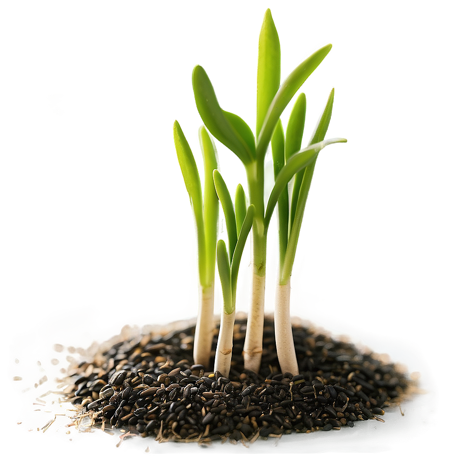 Sprouting Wheat Seedlings Png 05252024 PNG