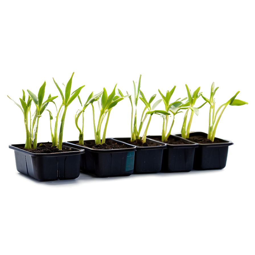 Sprouting Wheat Seedlings Png Nfb89 PNG