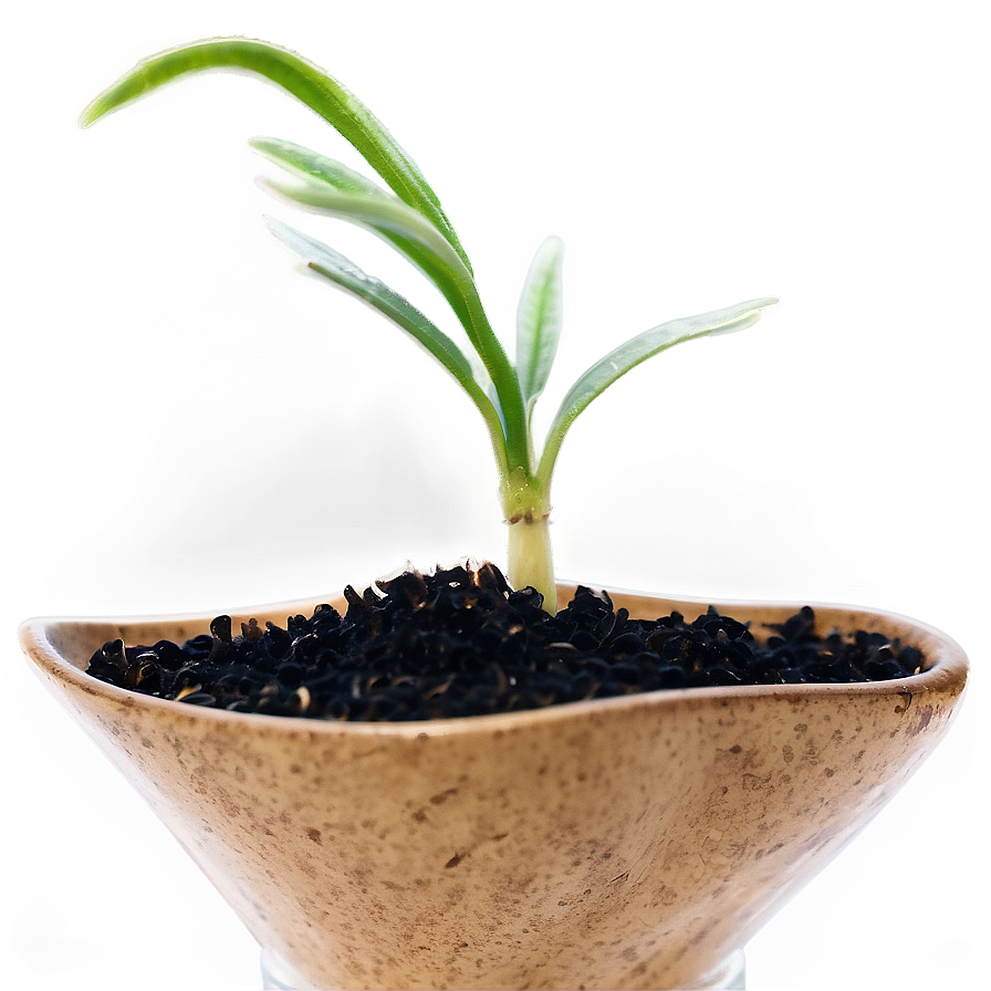 Sprouting Wheat Seedlings Png Viw18 PNG