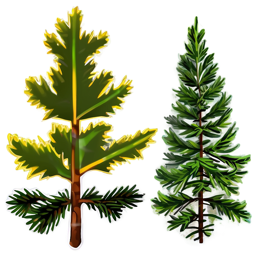 Spruce Tree At Golden Hour Png 18 PNG