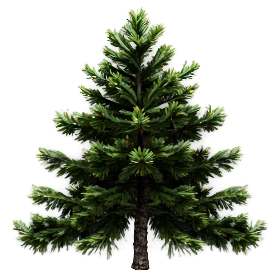 Spruce Tree In Alpine Environment Png Rki21 PNG