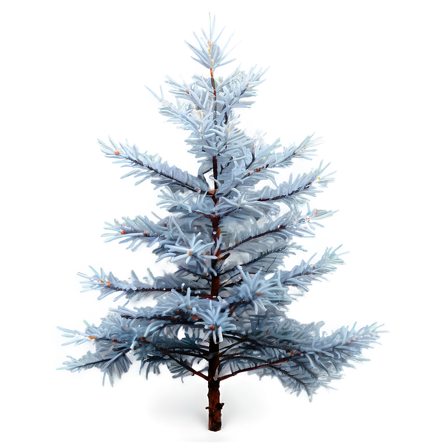Spruce Tree In Foggy Weather Png 69 PNG