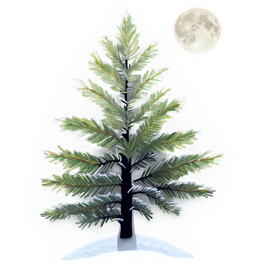 Spruce Tree In Full Moon Light Png 53 PNG