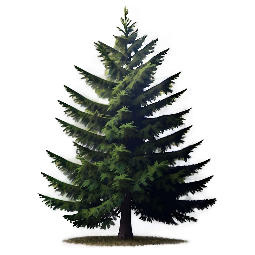 Spruce Tree In Misty Forest Png 06132024 PNG