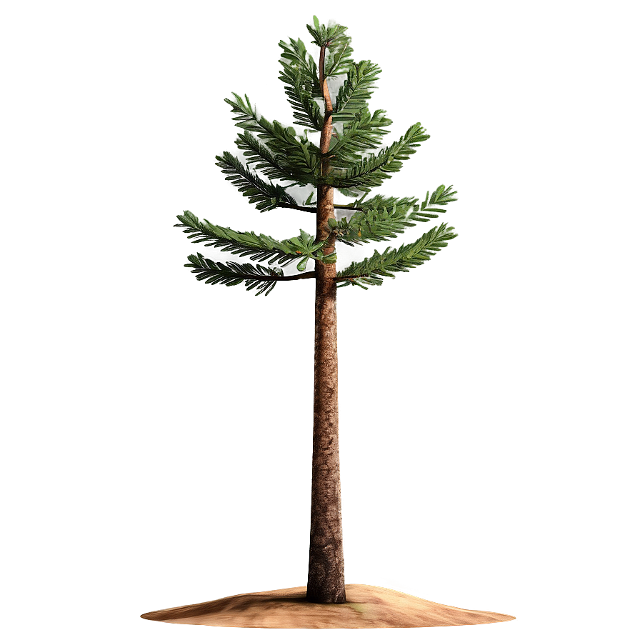 Spruce Tree In Mountainous Terrain Png 27 PNG