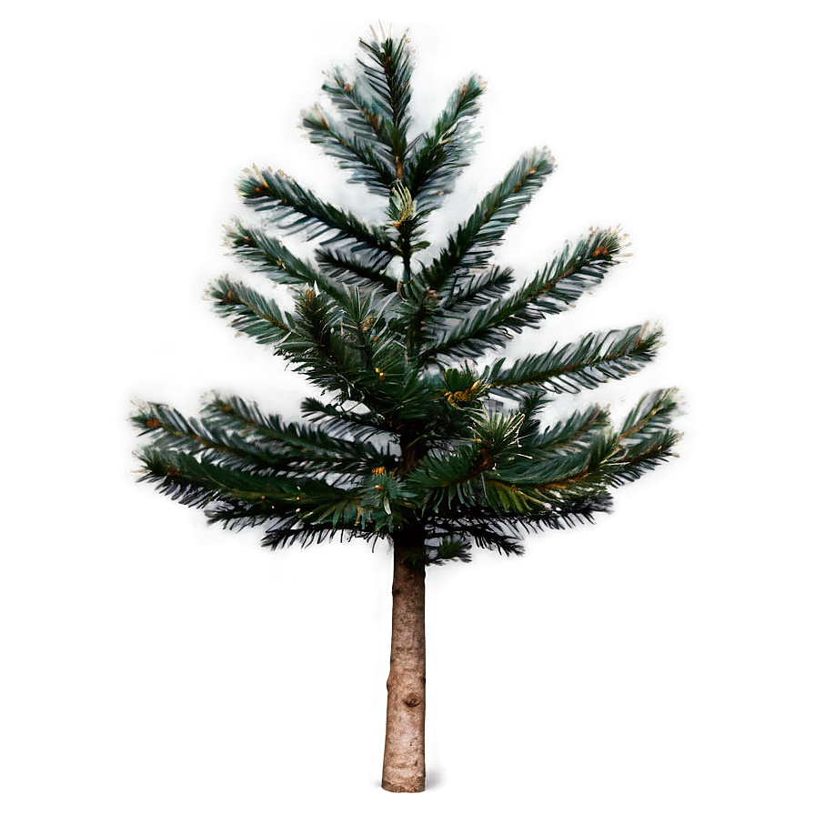Spruce Tree In Mountainous Terrain Png Way PNG