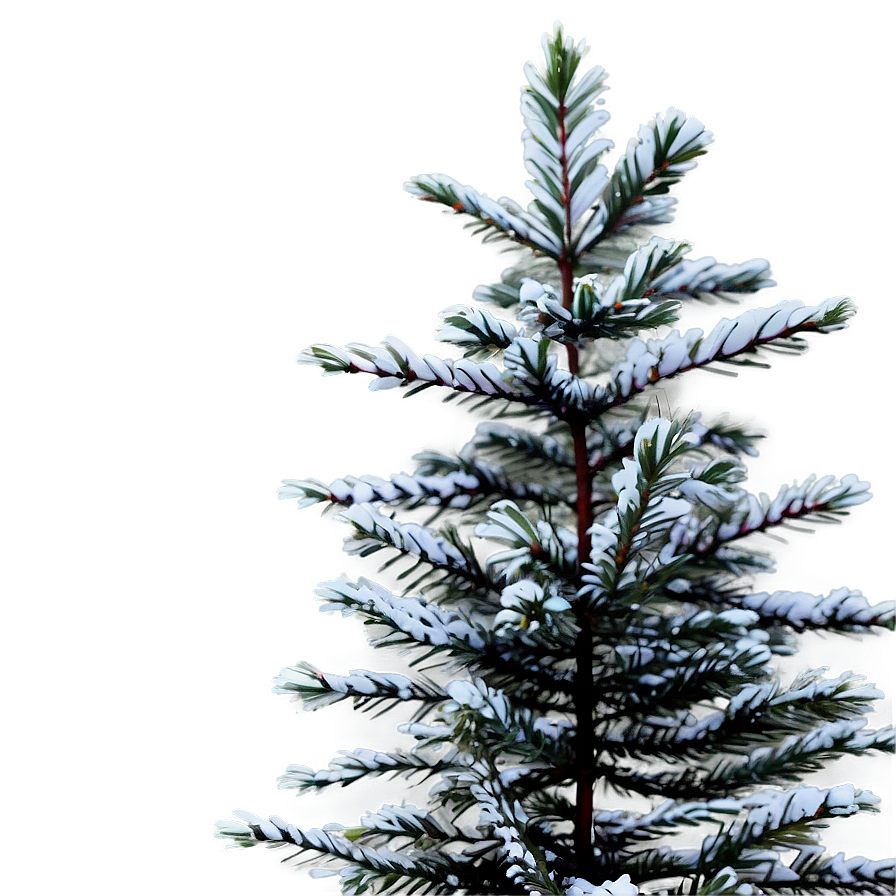 Spruce Tree In Urban Setting Png 06132024 PNG