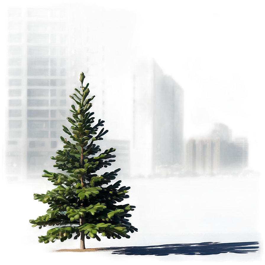 Spruce Tree In Urban Setting Png 06132024 PNG
