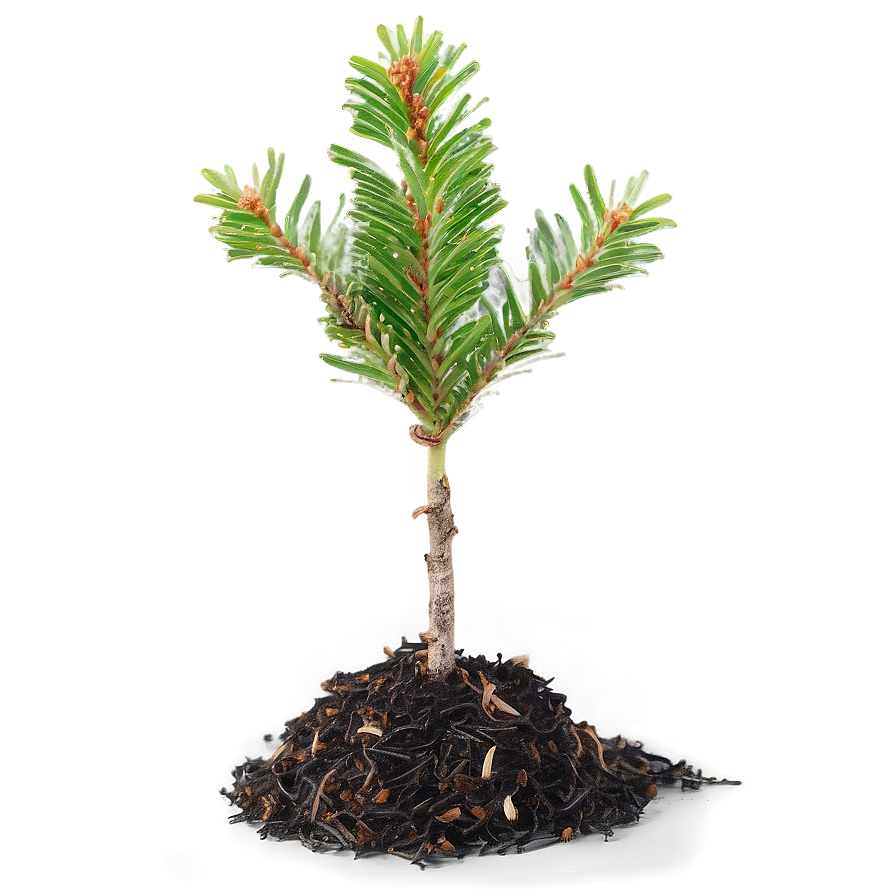 Spruce Tree Seedling Growth Png Usd83 PNG