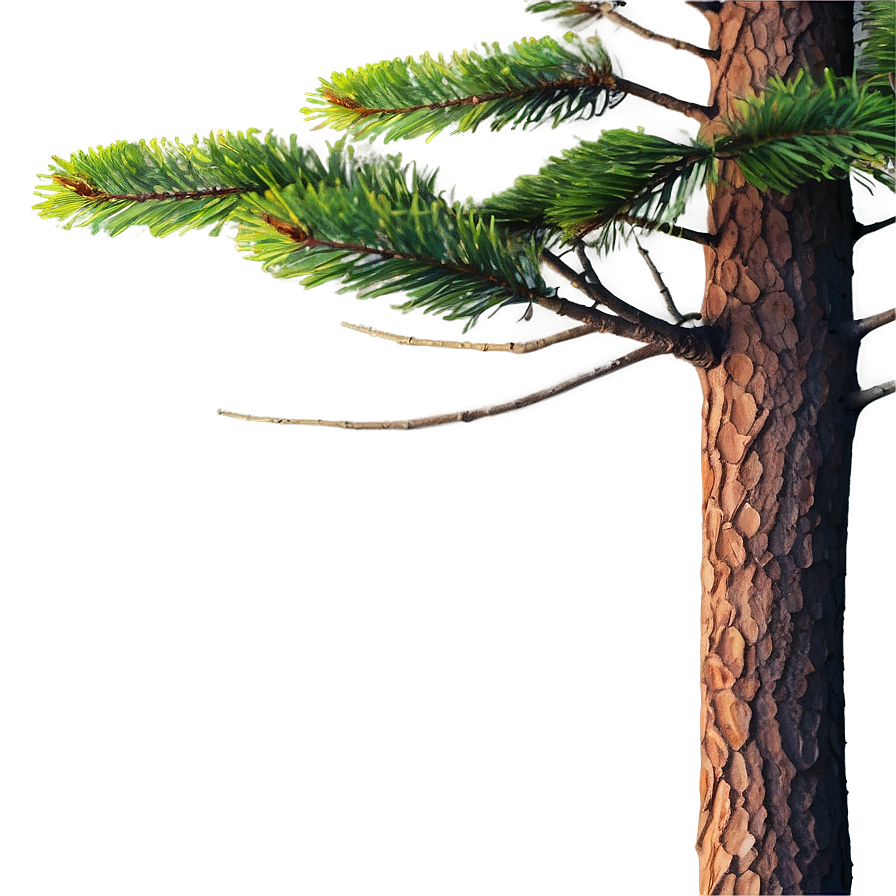 Spruce Tree Sunset Backdrop Png Fjx PNG