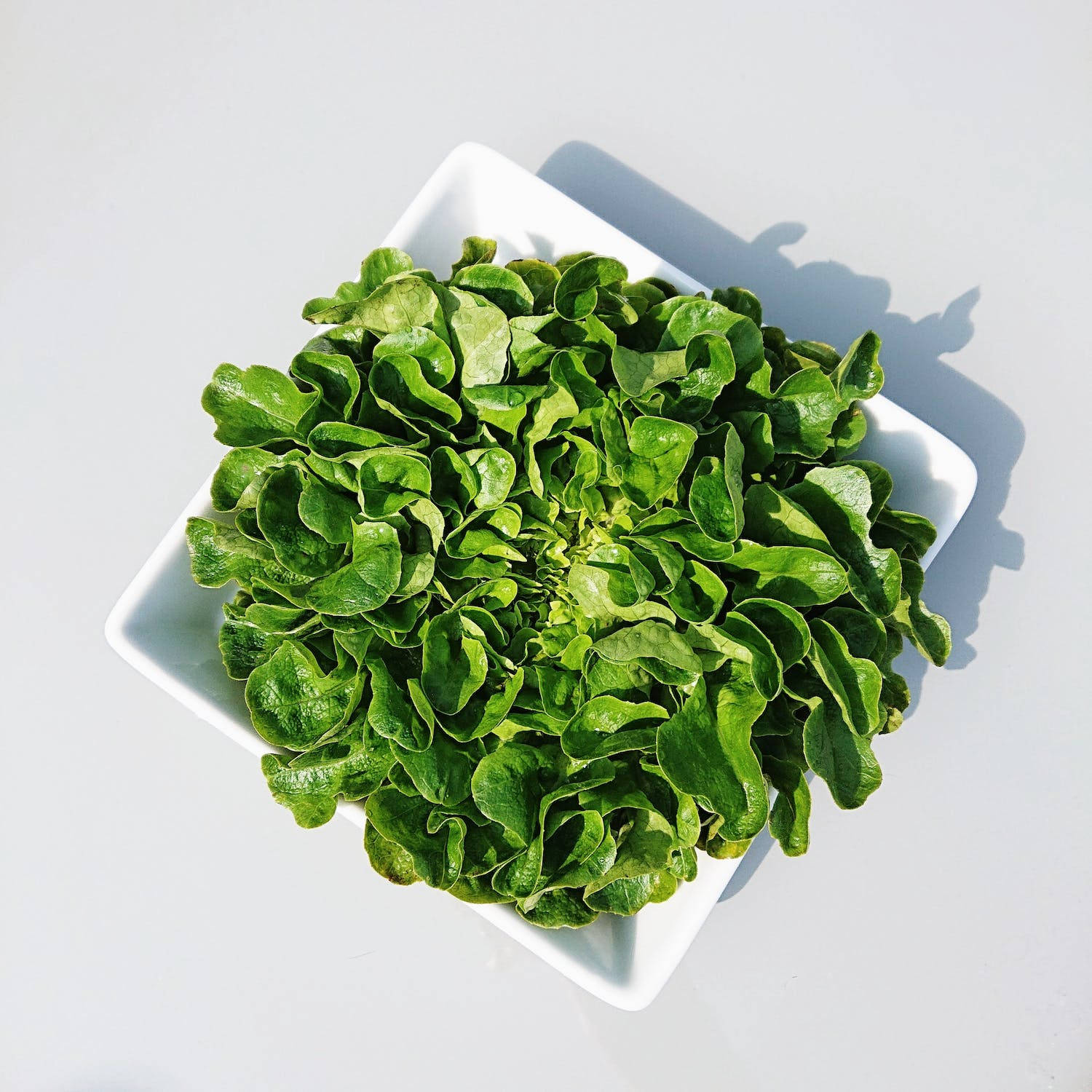 Fresh Green Lettuce in a Square Bowl Wallpaper