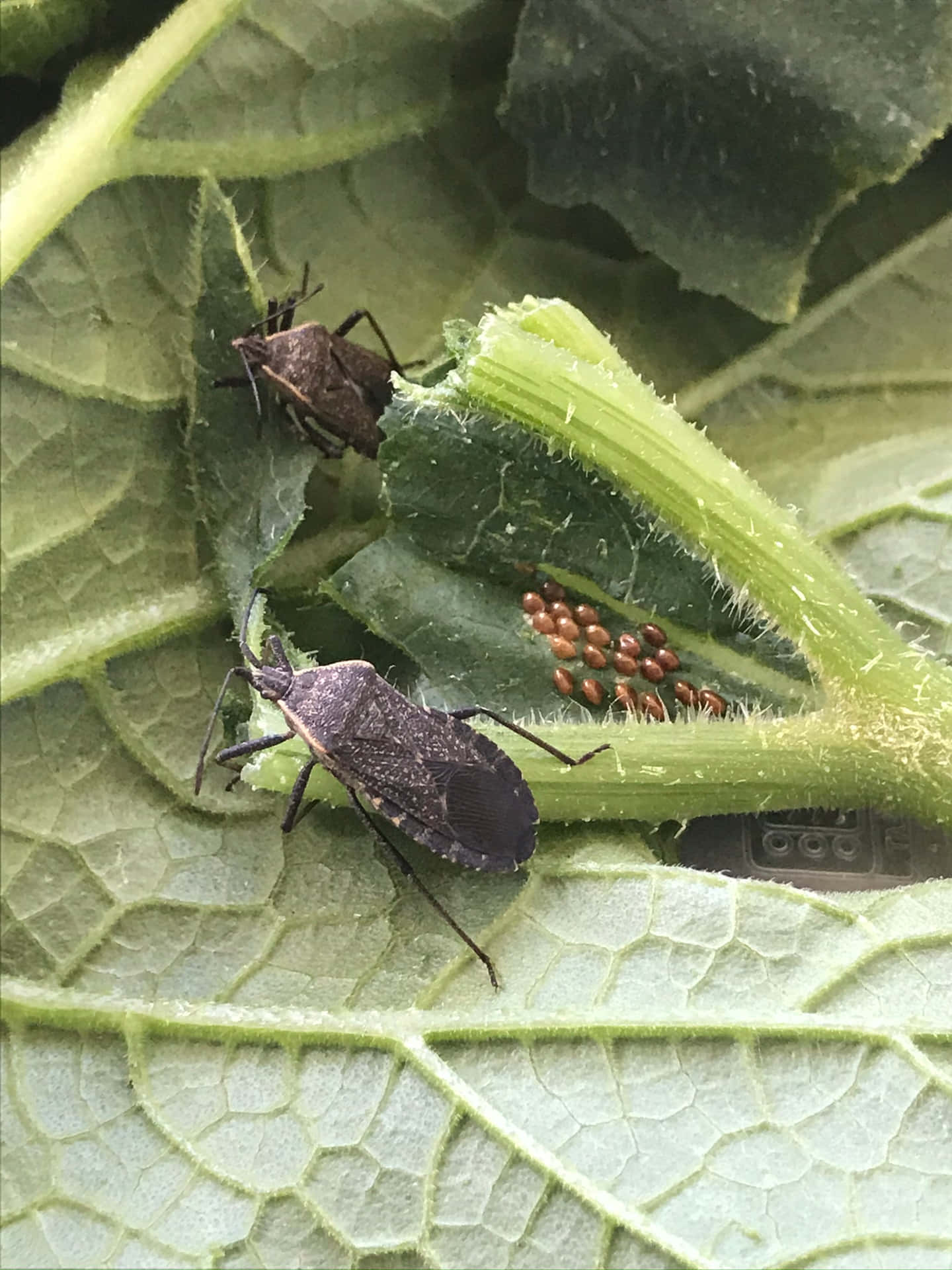 Squash Bug And Eggs On Leaf Wallpaper