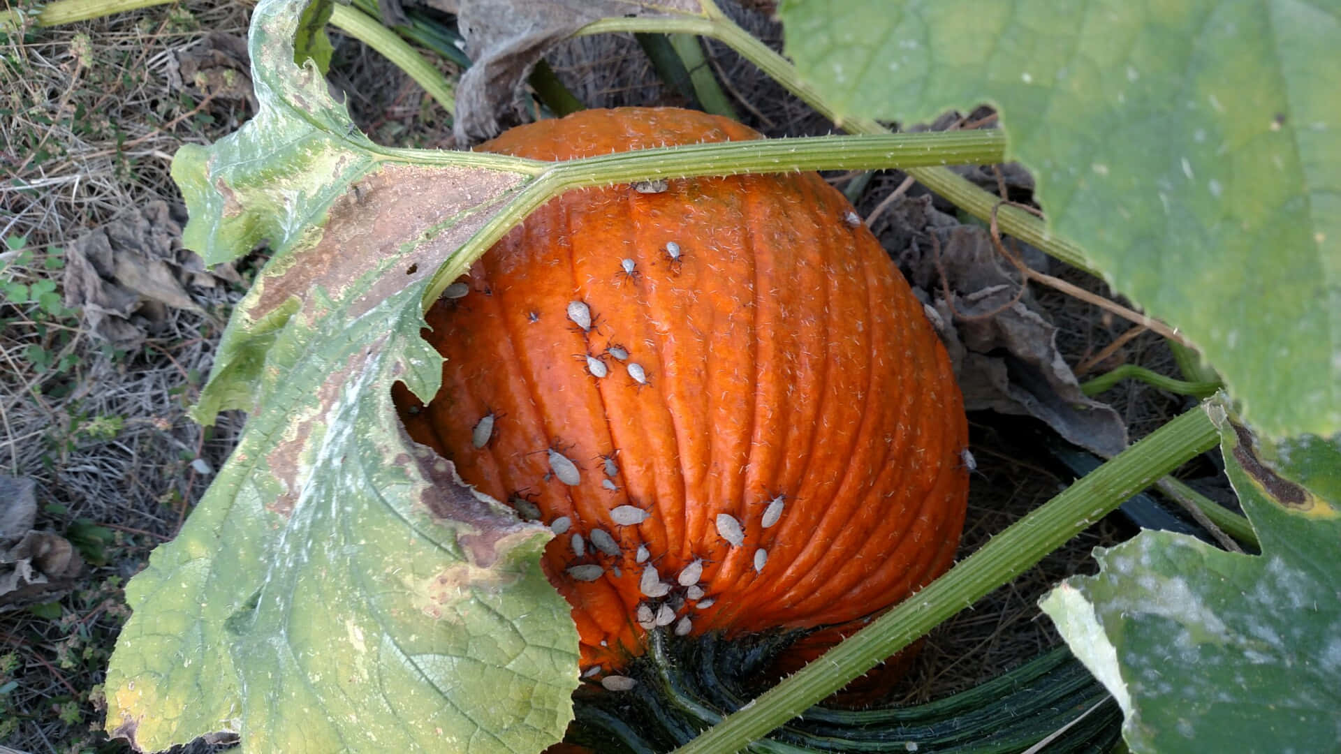 Squash Bug Infestationon Pumpkin Wallpaper