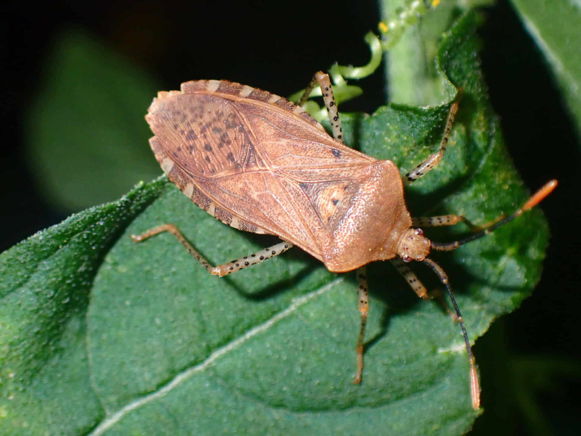 Squash Bug On Leaf Wallpaper