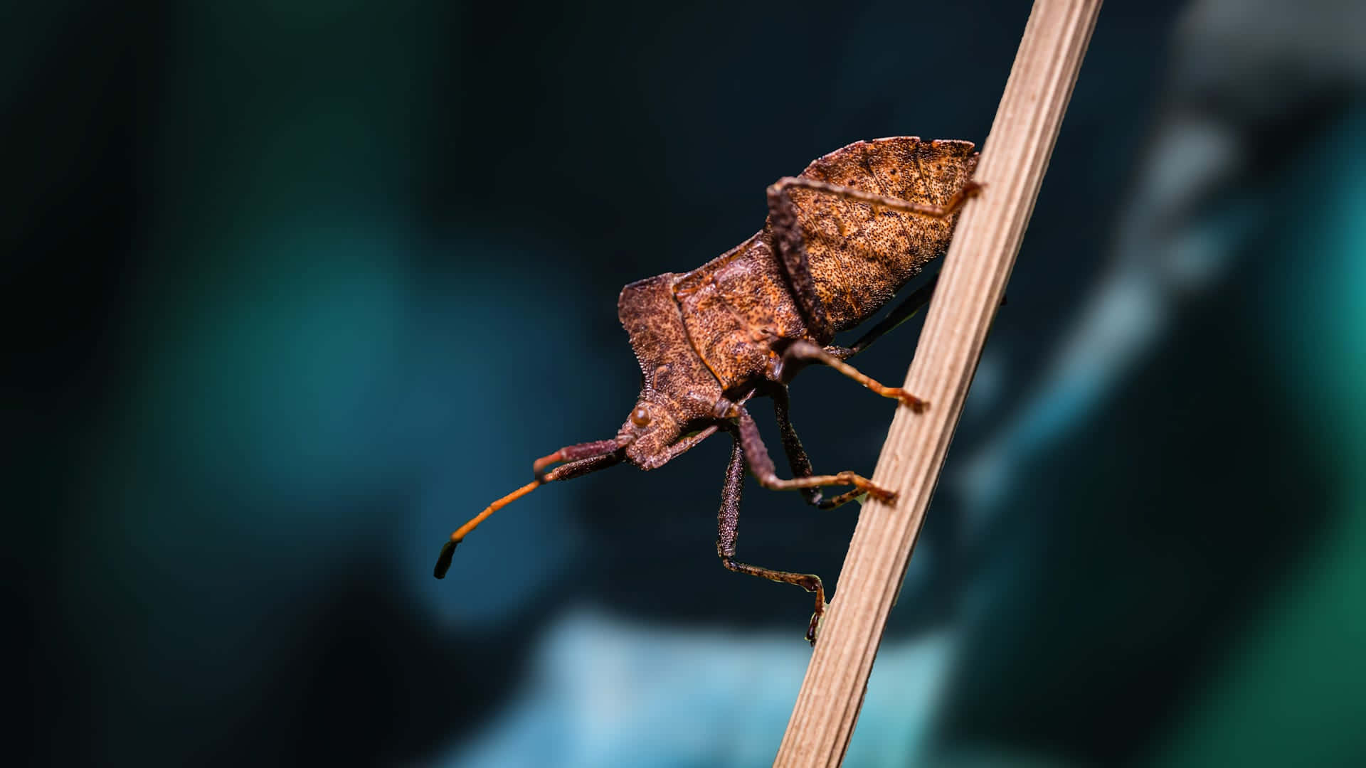 Squash Bug Perchedon Plant Stem Wallpaper