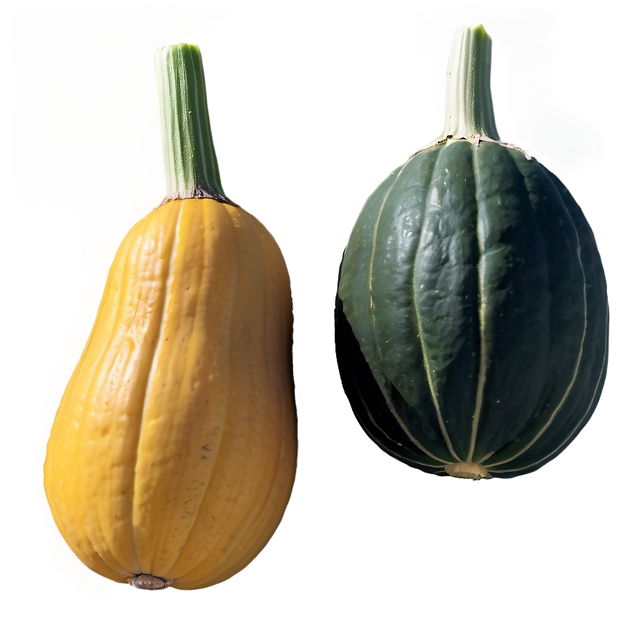 Squash Seedlings Png Gbt PNG