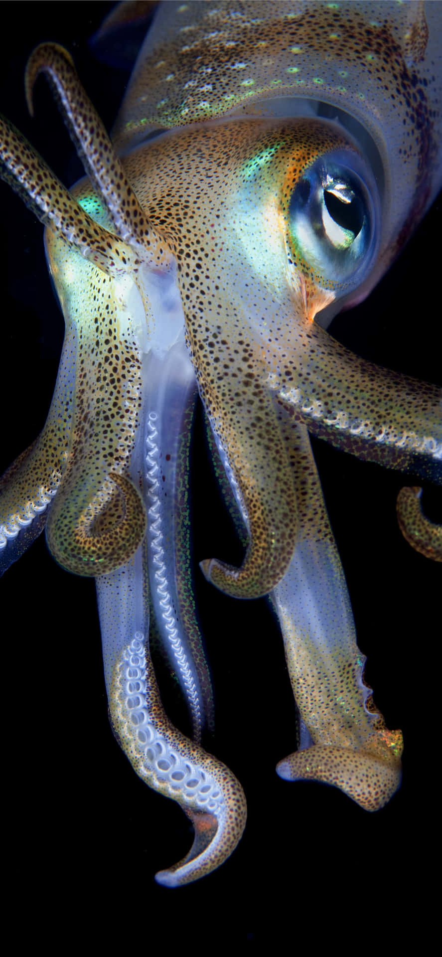 Squid Close Up Underwater.jpg Wallpaper