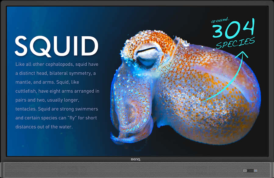 Squid Educational Display PNG