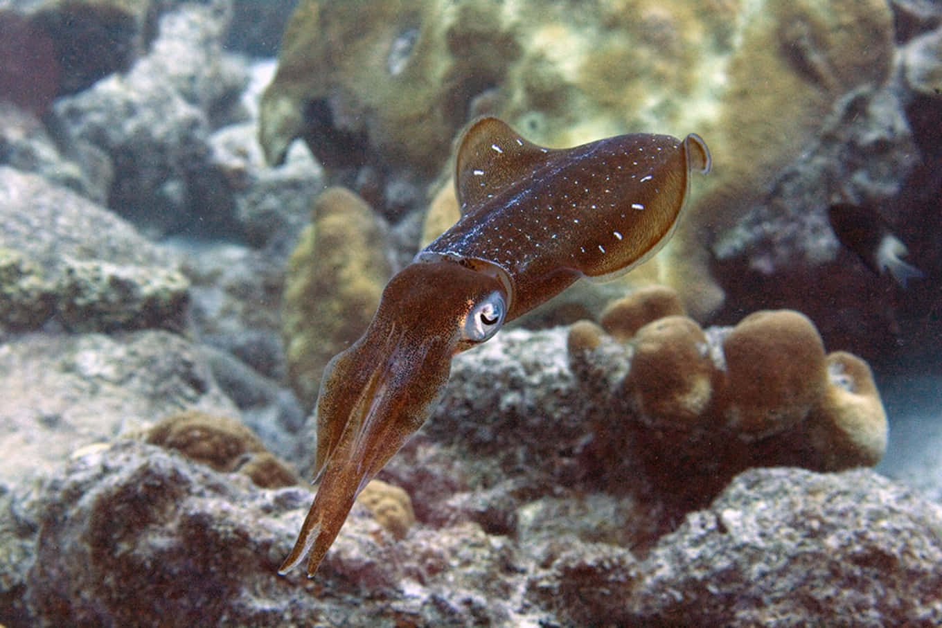 Einriesiger Dickkörperiger Tintenfisch Lauert Unter Der Meeresoberfläche