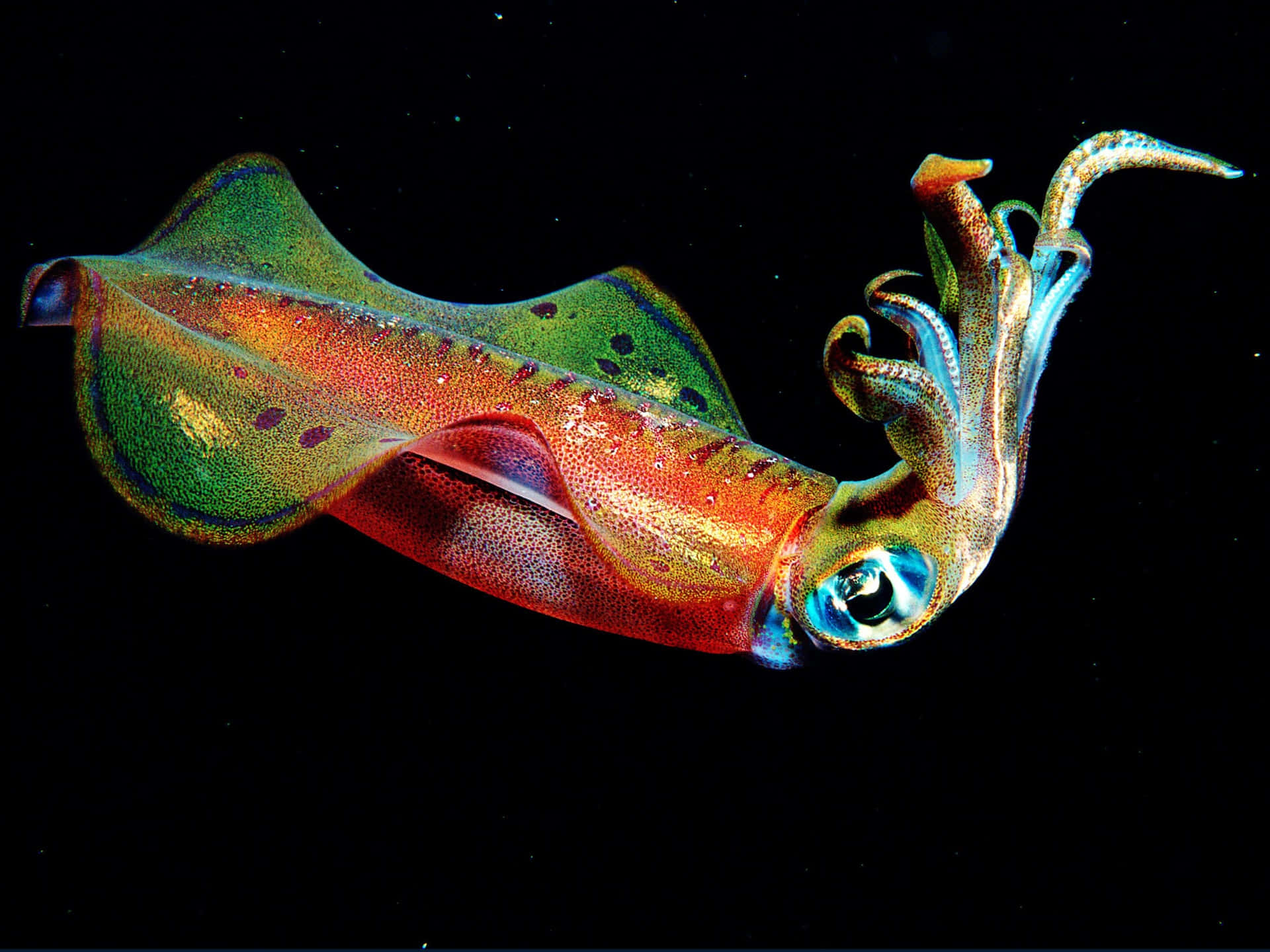 A Colorful Squid Swimming In The Dark