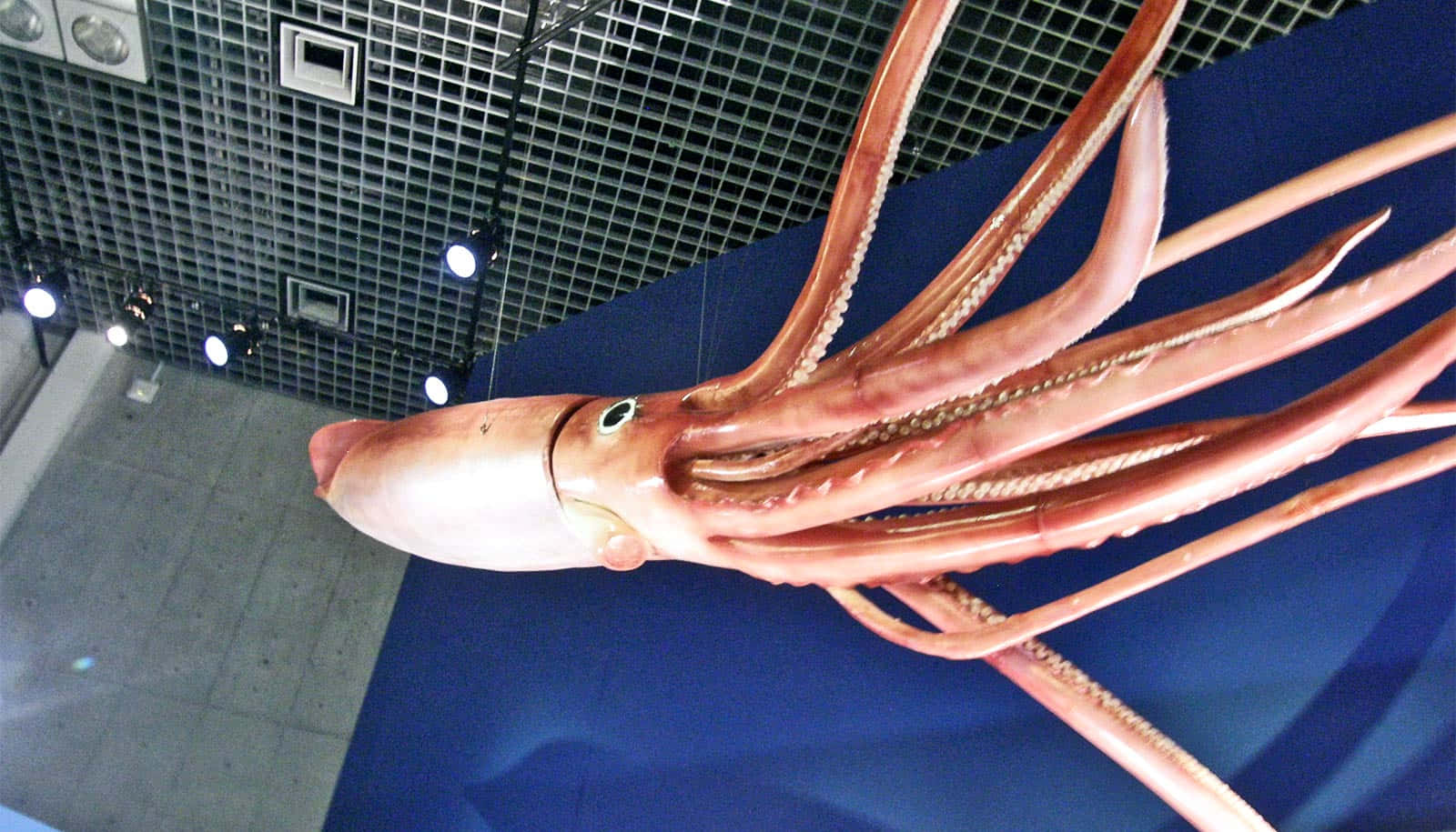 “A beautiful squid caught off the coast of Florida, USA.”