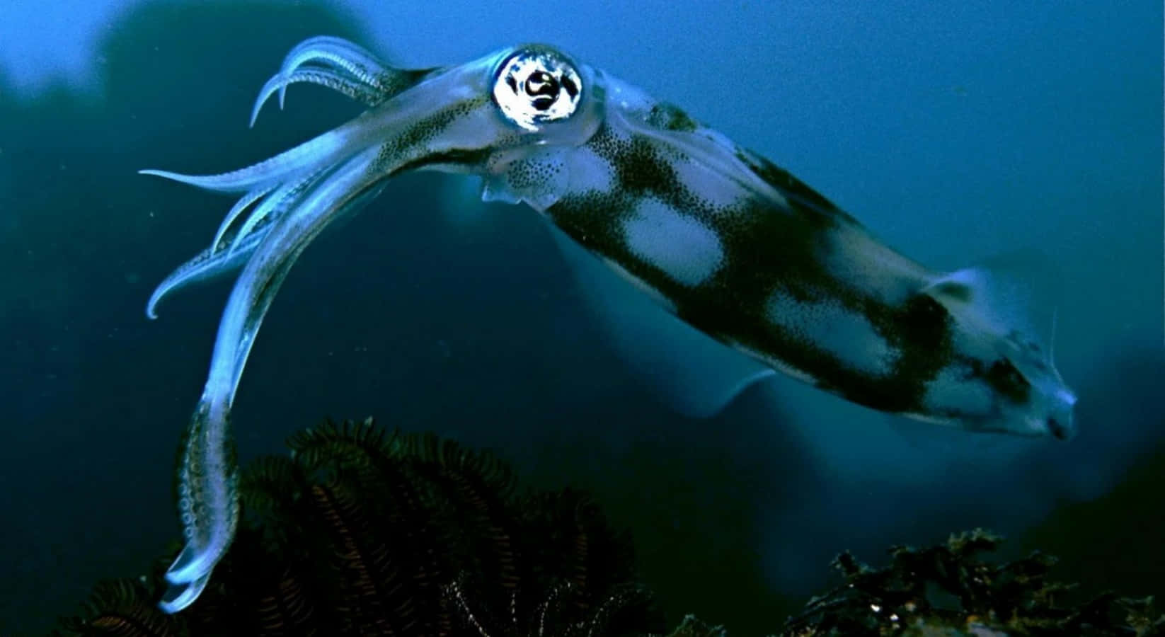 Einbunter Tintenfisch Schwimmt Im Ozean.
