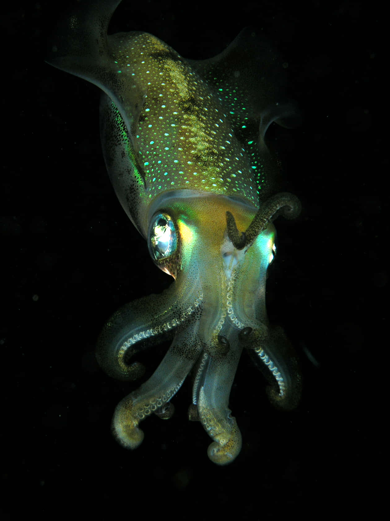 Closeup of a Gigantic Squid