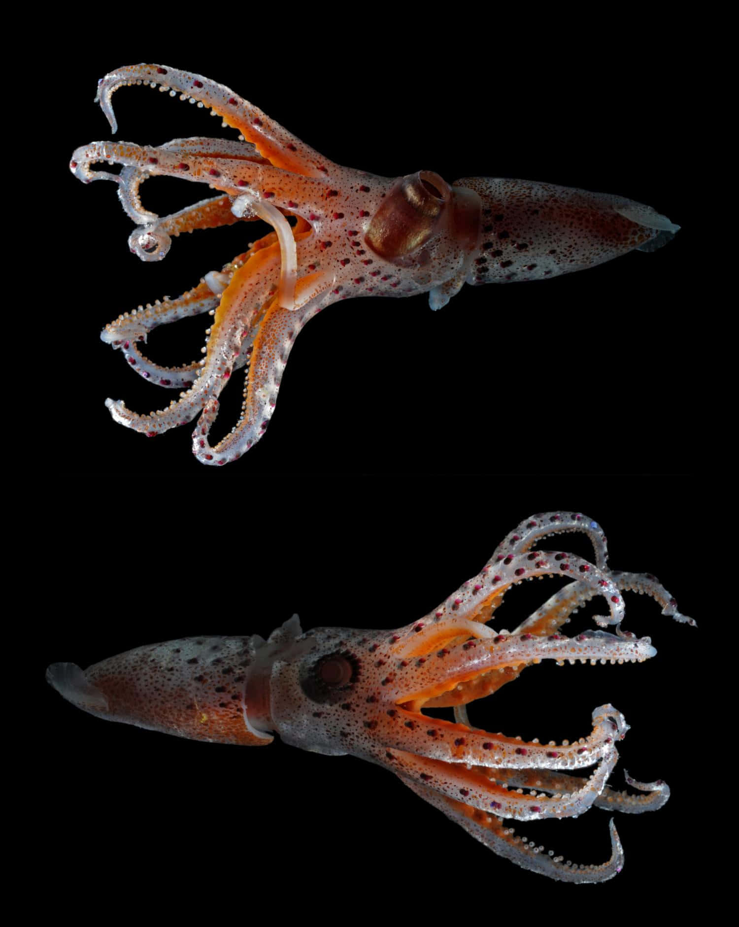 Giant Squid Swimming Under Deep Blue Sea