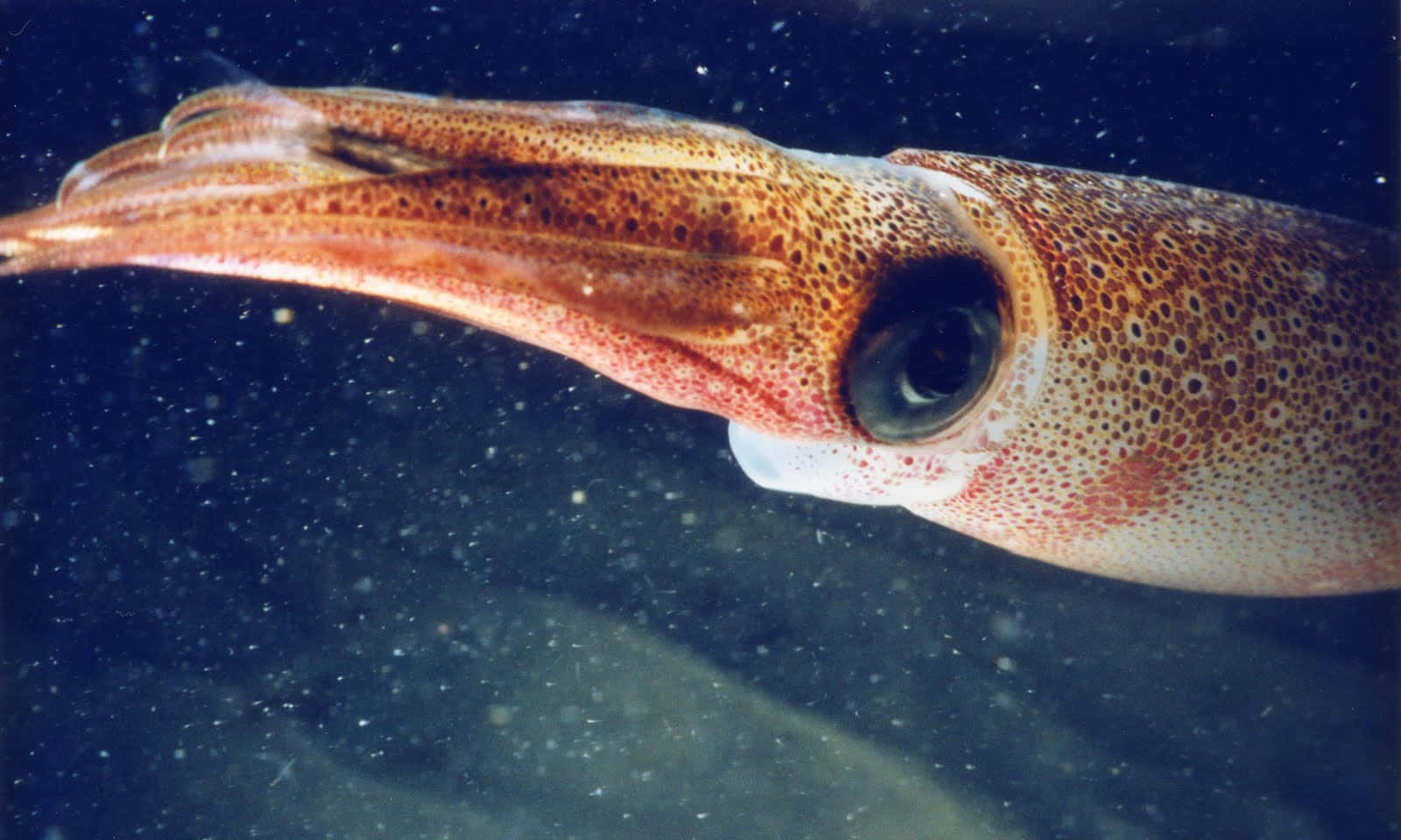 A close-up of a Squids's tentacles