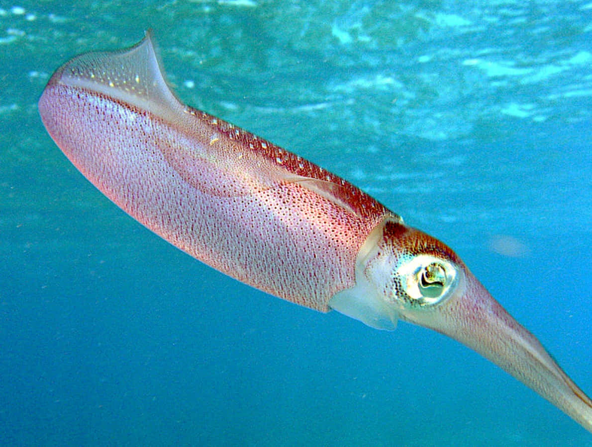 Close-up of a Colorful Squid
