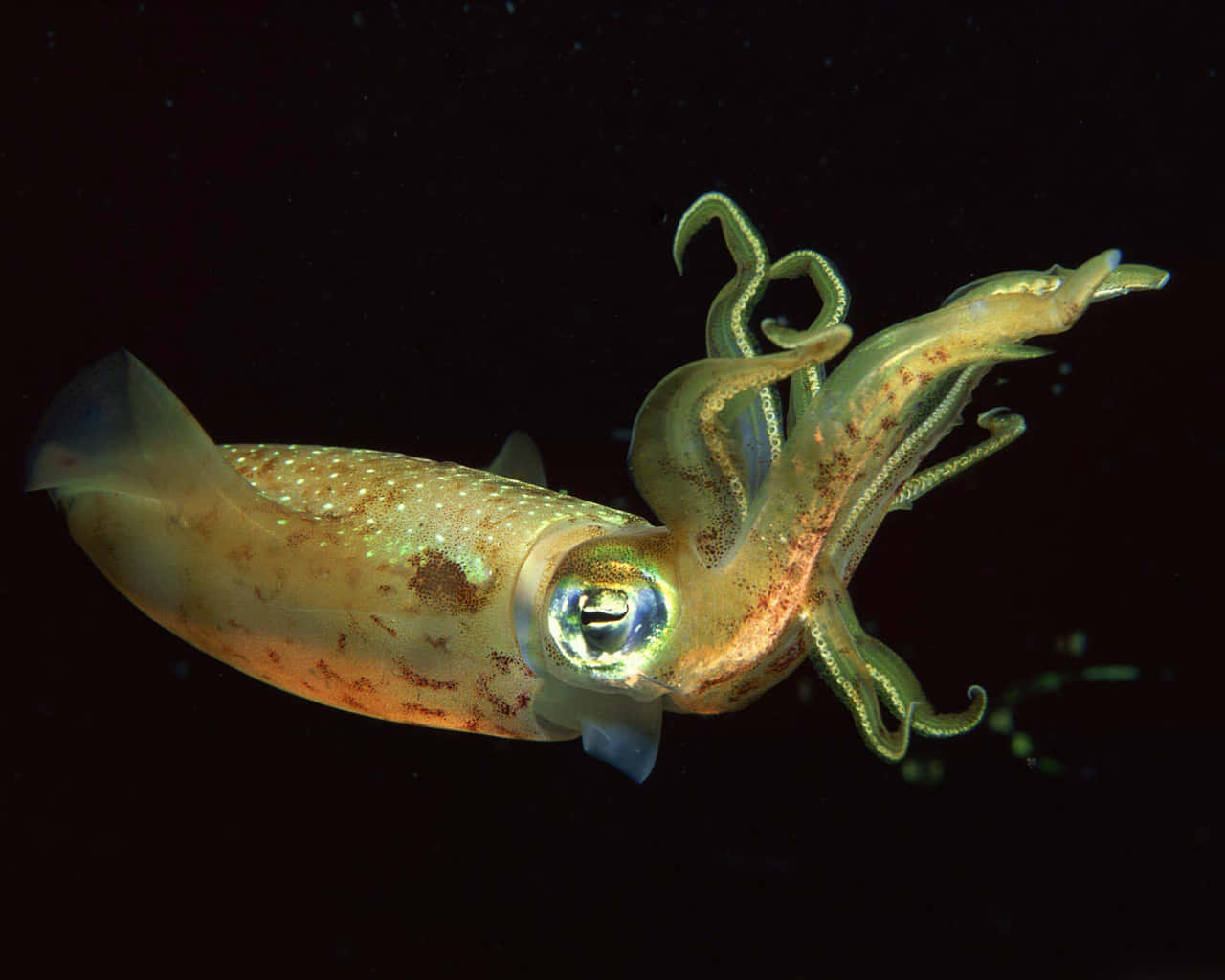 "A Giant Squid Lurking Under the Ocean"