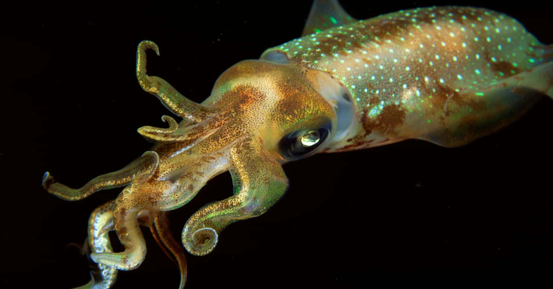 Kæmpeblæksprutter Svømmer I Dybhavet