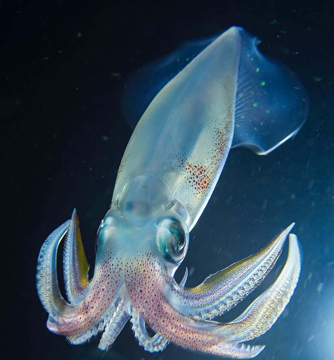 A closeup image of a squid's tentacles
